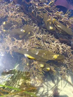 Coilodesme californica thumbnail 2