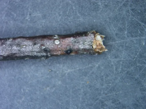 Cheirospora botryospora