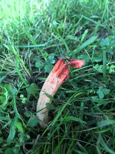 lantern stinkhorn