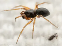 Miller Dwarf Weaver thumbnail 2