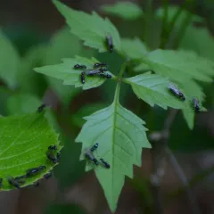 Odorous House Ant thumbnail 4