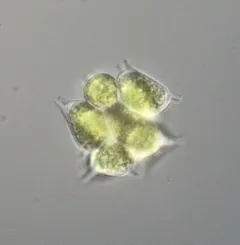 Sorastrum spinulosum thumbnail 2