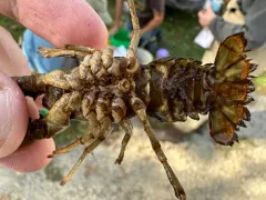 Golden Crayfish thumbnail 4
