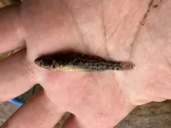 Mud Darter thumbnail 2