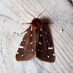 St. Lawrence Tiger Moth thumbnail 4