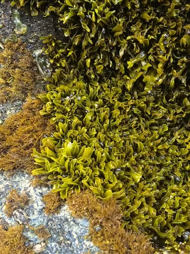 Mazzaella parksii