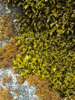 Mazzaella parksii thumbnail 1