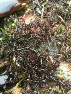 Neogastroclonium subarticulatum thumbnail 3