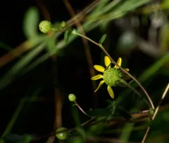 Hairy Gumweed thumbnail 4