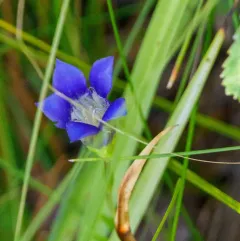 Mendocino gentian thumbnail 4