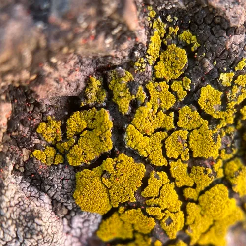 Common Goldspeck