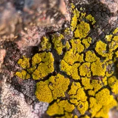 Common Goldspeck thumbnail 1