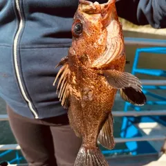 Quillback Rockfish thumbnail 4