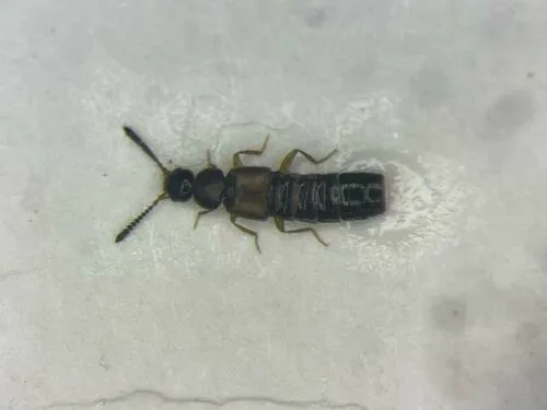 Atheta remulsa
