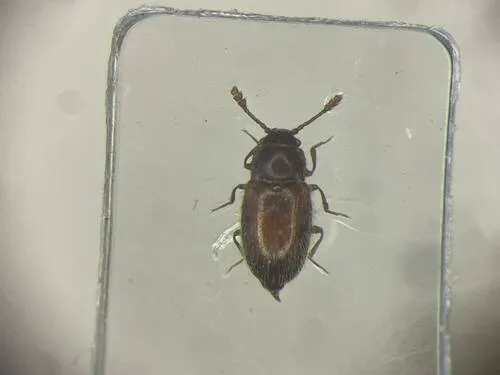 Henoticus serratus