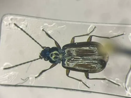 Bembidion rusticum