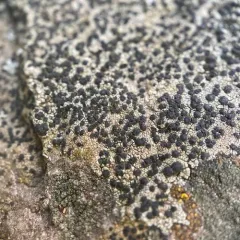 Rock Disk Lichen thumbnail 2