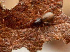Meriola californica thumbnail 3