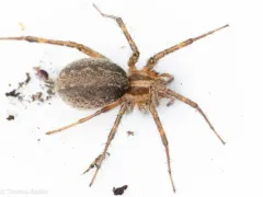 Agelenopsis actuosa thumbnail 2