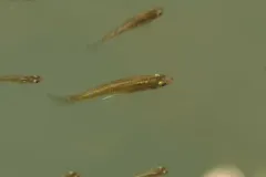 Eastern Mosquitofish thumbnail 3