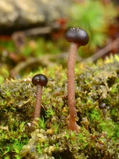 Sarcoleotia globosa thumbnail 3