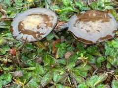 Gomphidius borealis thumbnail 2