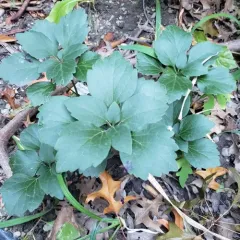 Allegheny Spurge thumbnail 3