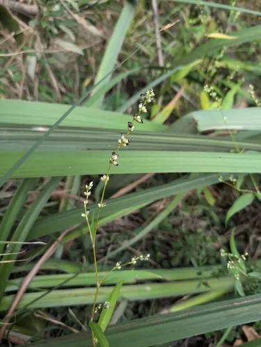 Sphacelotheca hydropiperis