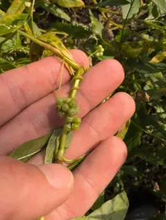 Smartweed Dodder thumbnail 4