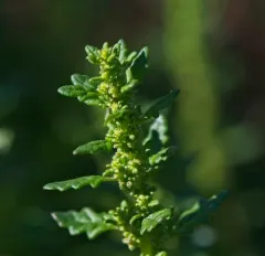Clammy goosefoot thumbnail 4