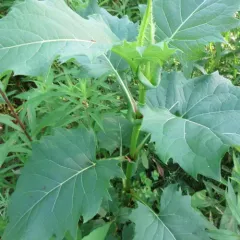 cup plant thumbnail 3