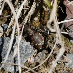Common Claybank Tiger Beetle thumbnail 4