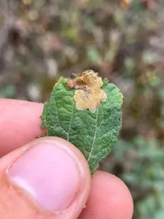 Xenolechia ceanothiae thumbnail 1