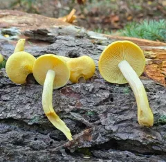 Tricholomopsis sulfureoides thumbnail 5
