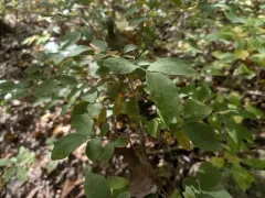 dangleberry thumbnail 3