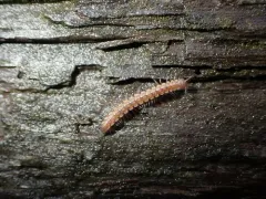 Scytonotus simplex thumbnail 4