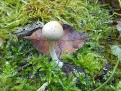 Psathyrella impexa thumbnail 2