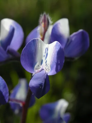 Sky Lupine
