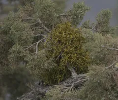 Juniper Mistletoe thumbnail 3