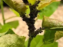 Spotted Poplar Aphid thumbnail 4