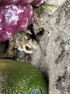 smooth urn sponge thumbnail 1