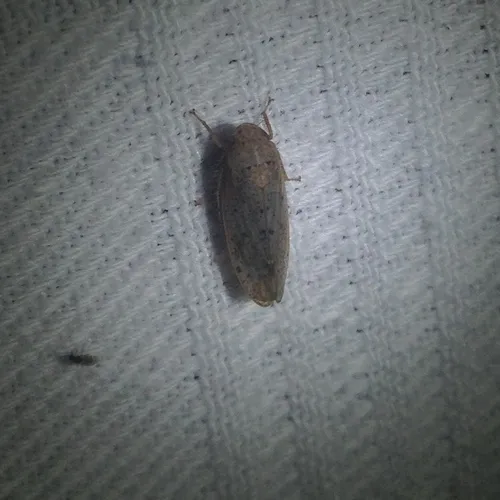 Ponana puncticollis