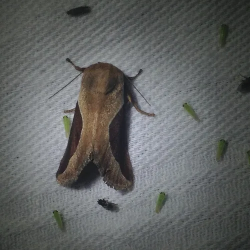 Skiff Moth