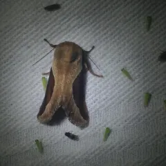 Skiff Moth thumbnail 1