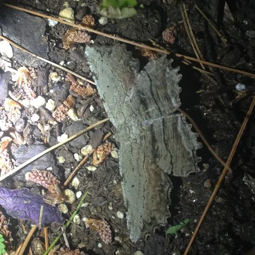Common Lytrosis Moth
