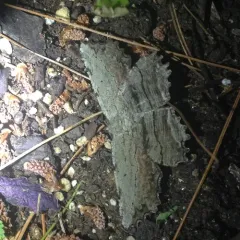 Common Lytrosis Moth thumbnail 1