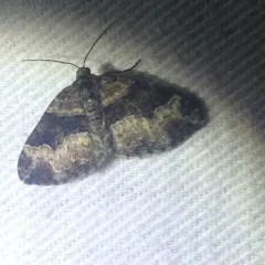 Toothed Brown Carpet thumbnail 2