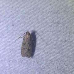 Glyphidocera septentrionella thumbnail 1