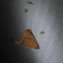 Abbreviated Button Slug Moth thumbnail 1