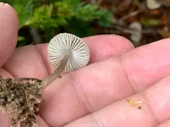 Mycena tenax thumbnail 3